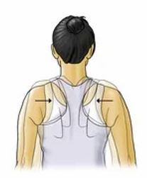 Mid-Scapular Squeeze